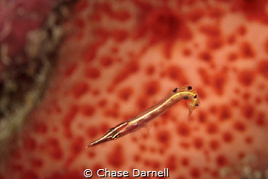 "Curly"
An Arrow Blenny on a very vibrant back drop. by Chase Darnell 